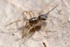 Scotina sp.